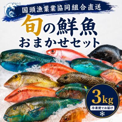 ふるさと納税 国頭村 【国頭漁業協同組合直送】旬の鮮魚おまかせセット 3kg(4〜8種類)