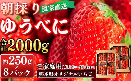 【先行予約】農家直送 南関町産いちご(ゆうべに) 計2kg 8パック 家庭用 1月上旬～3月末 順次発送　Sから3Lまで混在