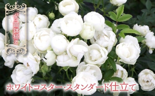 【2026年2月から発送】バラ苗鉢植え「ホワイトコスター・スタンダード仕立て」057-055
