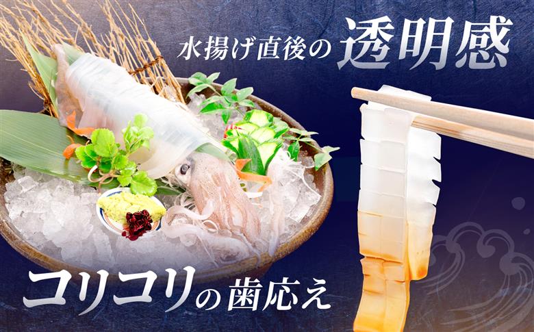 呼子剣先いか 活き造りMサイズ 2パック / イカ 烏賊 新鮮 生 刺身 / 佐賀県 / 佐賀玄海漁業協同組合（呼子CASセンター） [41ABAN001]