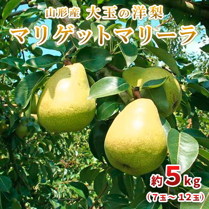 【ふるさと納税】大玉の洋梨 マリゲットマリーラ 秀品 約5kg(7玉〜12玉) 【令和7年産先行予約】FU23-005 くだもの 果物 フルーツ 山形 山形県 山形市 2025年産