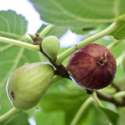 ふるさと納税 紀の川市 和歌山県産新鮮いちじく約300g×2パック入り |  | 01