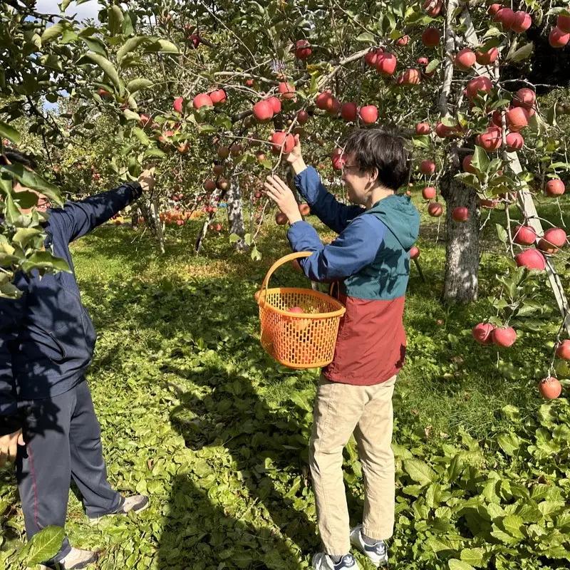 体験型 りんご収穫（9月下旬～11月下旬）大人2人まで青森県五所川原市