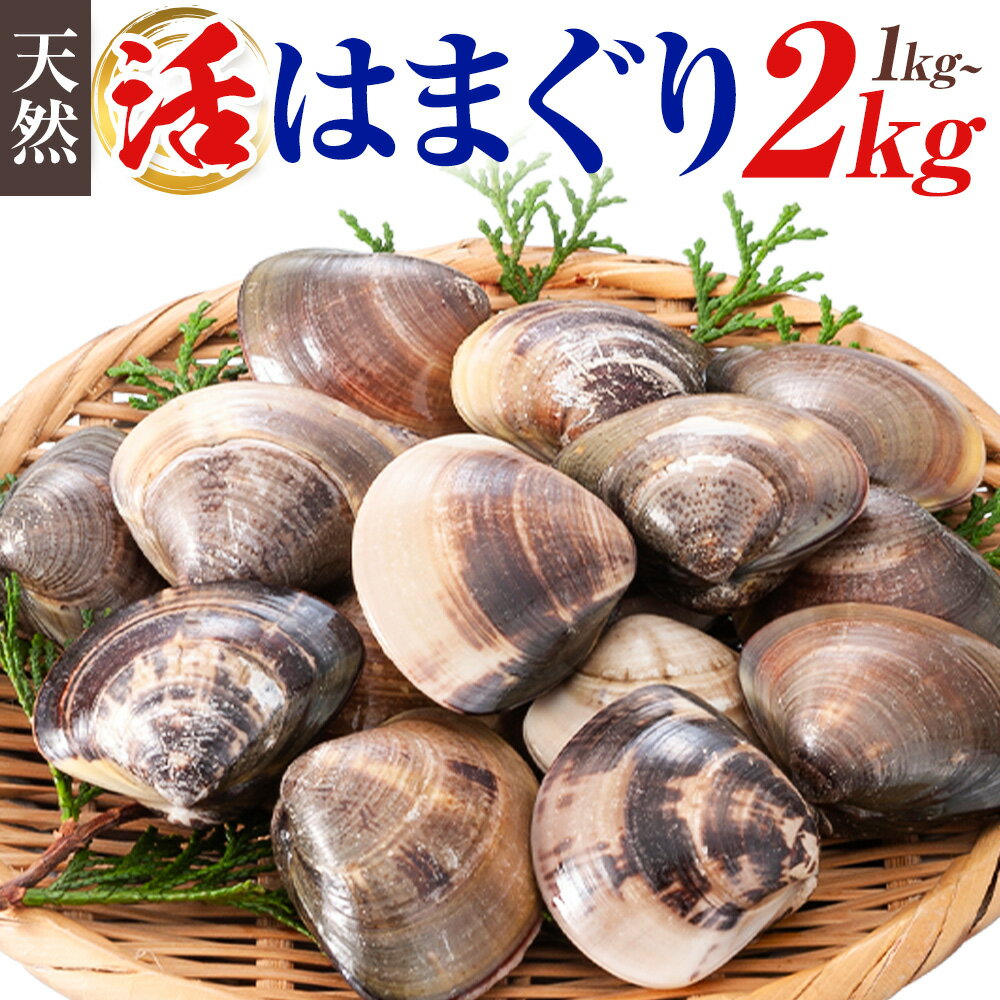 【ふるさと納税】 数量限定 天然 活 はまぐり 2kg 1kg 1個:40g〜80g 寺田水産 《11月中旬-6月末頃出荷》千葉県 勝浦市 海産 貝 はまぐり【配送不可地域：離島・北海道・沖縄県・東北・中国・四国・九州】