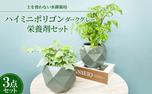 ハイミニポリゴン＜ダークグレー＞2個セット&栄養剤＜オススメの観葉植物でお届け＞【1604393】
