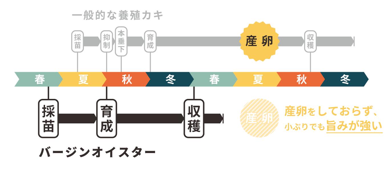 産卵を経験していない「バージンオイスター」なので、小粒ながらしっかりとした旨みが楽しめます！