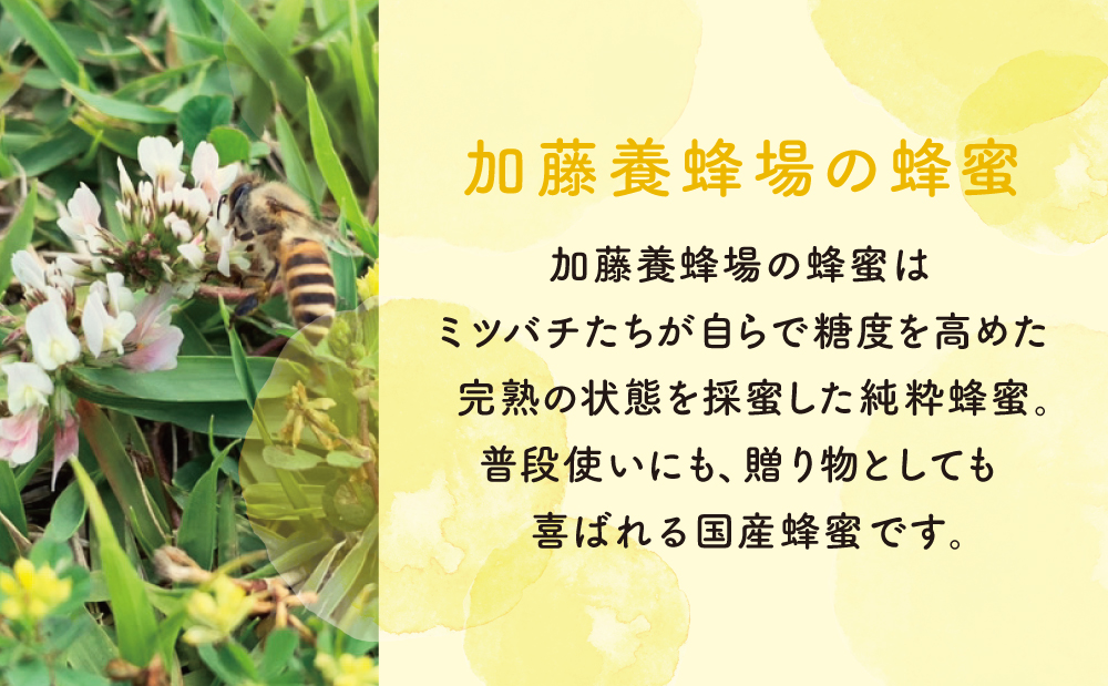 【国産 純粋はちみつ】アカシア蜂蜜 1.2kg 国産 ハチミツ 鹿児島産 ギフト ご贈答 熨斗対応 加藤養蜂場 南さつま市