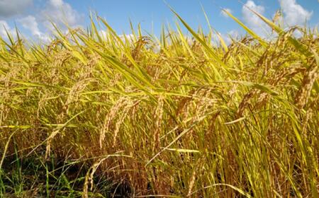 【新米予約】令和７年産「五つ星お米マイスター」の南魚沼塩沢産コシヒカリ　精米５kg×６回（毎月定期便）【2025年10月上旬より順次発送予定】