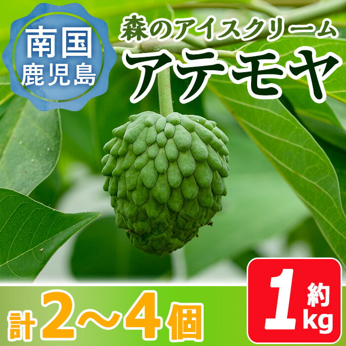 【ふるさと納税】【数量限定】森のアイスクリーム 国産アテモヤ (約1kg・計2〜4個入) 鹿児島県産 アテモヤ 果物 くだもの フルーツ トロピカルフルーツ ギフト 贈り物【大徳産業】