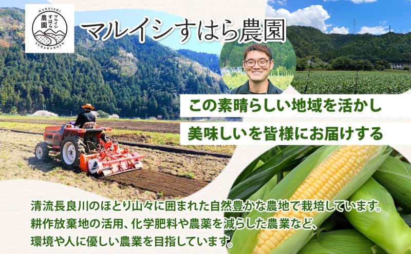 朝採り とうもろこし すはらコーン 8～12本 トウモロコシ イエロー 玉蜀黍 コーン 野菜 旬 夏野菜 甘い 朝採れ 人気 自家用 ギフト 手土産 贈答用 お取り寄せ 産地直送 産直 送料無料 マル