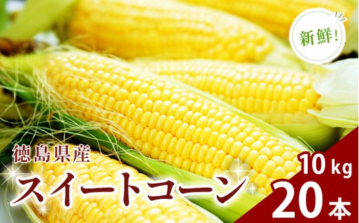 【先行予約 出荷2026年8月～】スイートコーン おおもの 選べる 5kg 10kg 10 ~ 20本 徳島県産 甘い とうもろこし ゴールドラッシュ 大きい サイズ 野菜 BBQ 産地直送 徳島県 三好市 朝採れ 冷蔵 高糖度 スープ サラダ コロッケ トウモロコシ ギフト お中元 バーベキュー