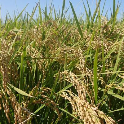 ふるさと納税 聖籠町 《令和8年産》金助農業のコシヒカリ精米10kg |  | 01