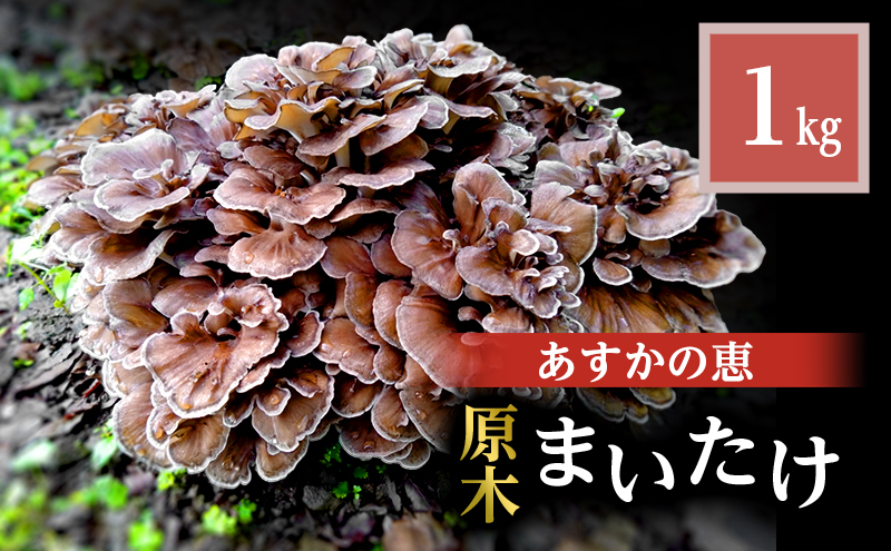 
                  [№5568-0397]舞茸 岐阜 原木まいたけ1kg 【揖斐川町】
                