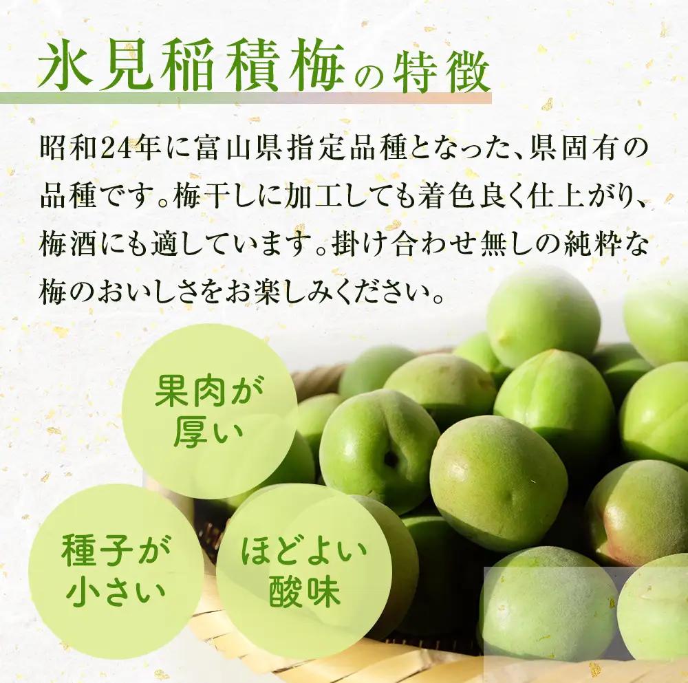 越中伝統 梅干し 氷見稲積梅 1kg （塩分約12%）｜富山県固有種 稲積梅 梅干し 添加物不使用 手作り  
