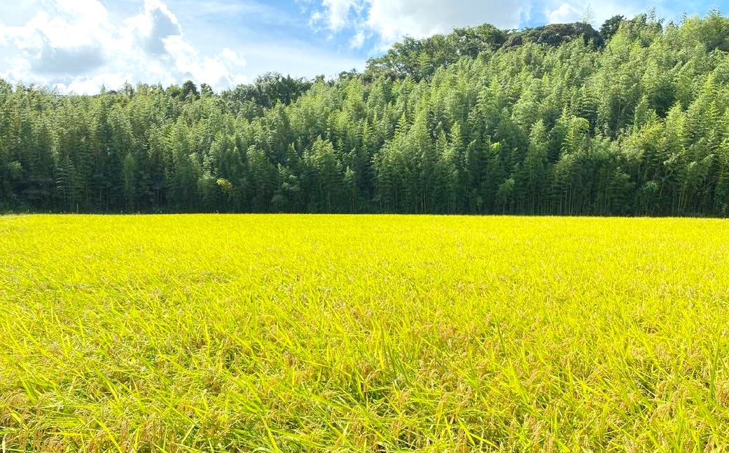 栽培期間中出来るだけ農薬を減らした「かすみ米」白米 5kg茨城県共通返礼品・潮来市産