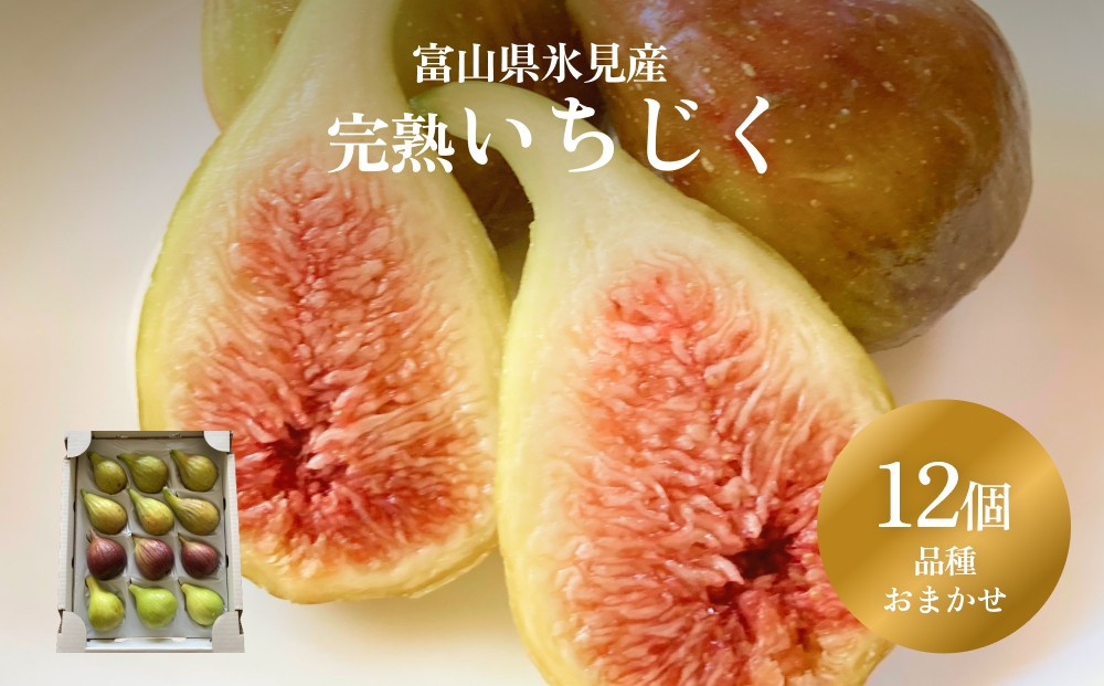 
                  【先行予約】 くまなし長谷川果樹園のいちじく 12個 ＜2026年9月上旬発送予定＞
                