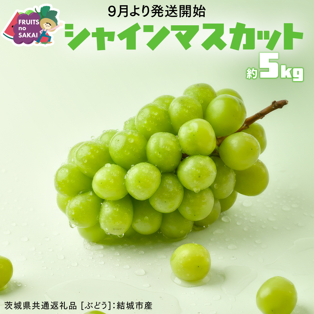 シャインマスカット 約5kg （約8～12房）【2026年9月より発送開始】（茨城県共通返礼品 [ぶどう]：結城市産） 葡萄 マスカット 旬 お取り寄せ フルーツ 種なし 皮ごと 甘い デザート [F