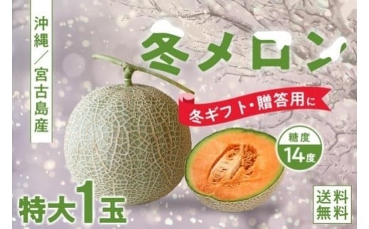 【琉球マルシェ】毎年大好評！沖縄県宮古島産 冬メロン（特大１玉）贈答用 冬のギフト