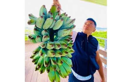 ◆幻のアイスクリーム・バナナ２kg◆沖縄県南城市産【ブルージャワバナナ】2025年8月～10月末発送