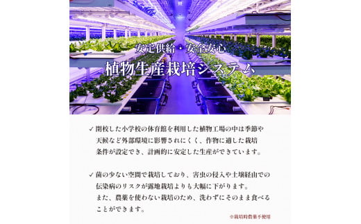みらい乃野菜 はんなりレタス 12袋 720g