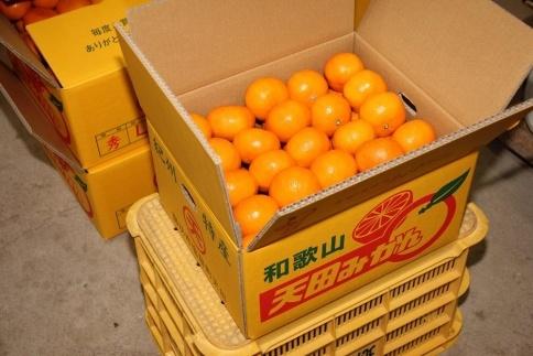 先行予約【2025年11月下旬より発送】濃厚温州みかん贈答用10kg（和歌山天田みかん）みかんの産地和歌山　北村農園直送