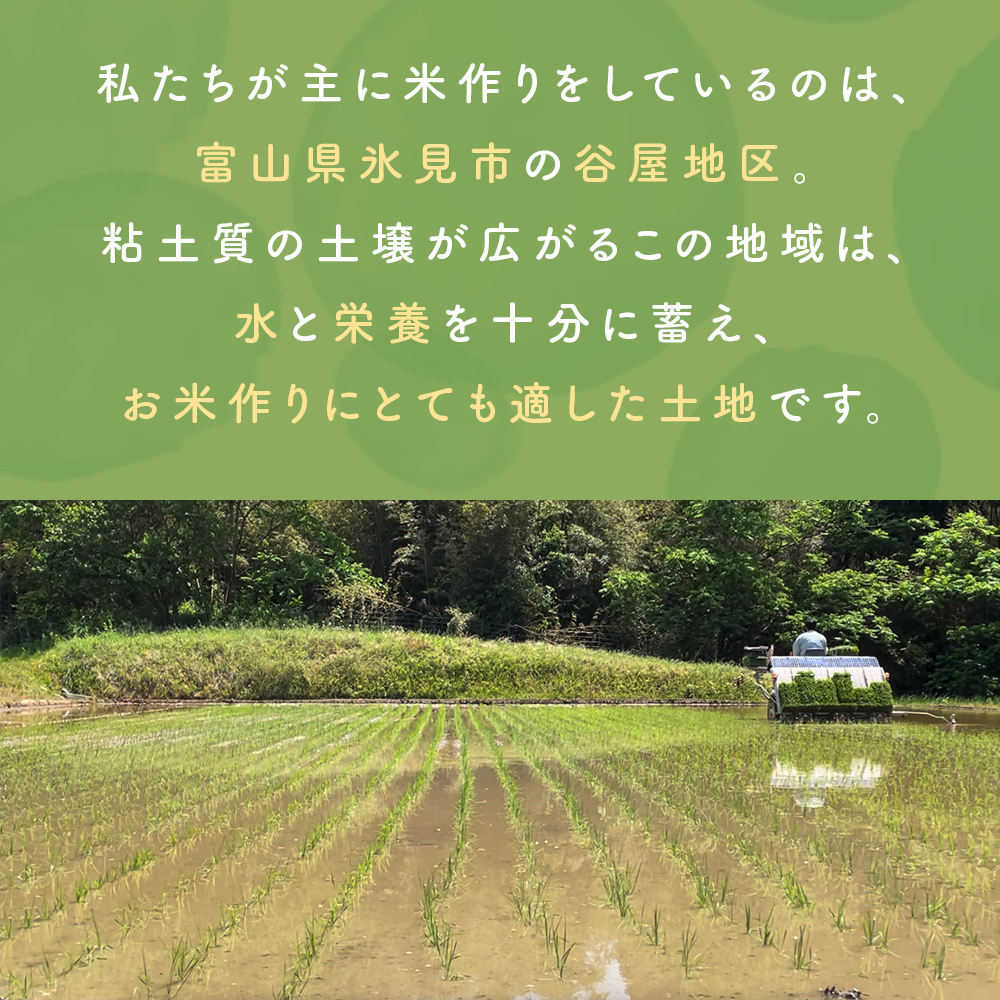 【3ヶ月定期便】コシヒカリ5kg 無洗米 富山県氷見産 ＜2025年