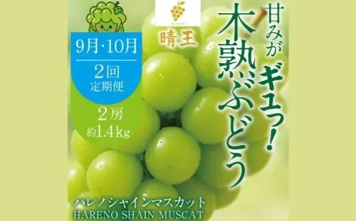 【 2回定期便 】 木熟ぶどう ハレノシャイン シャインマスカット晴王 2房 合計約1.4kg 果物 くだもの 果実 フルーツ 果汁 ぶどう 葡萄 ブドウ マスカット シャインマスカット 晴王 ブランド 皮ごと 国産 岡山県産 冷蔵 【 2026年9月上旬より発送開始予定 】