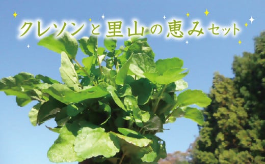 
はぜのクレソンと里山の恵みセット　各シーズン11月～4月発送　３月末締め切り【1-224】

