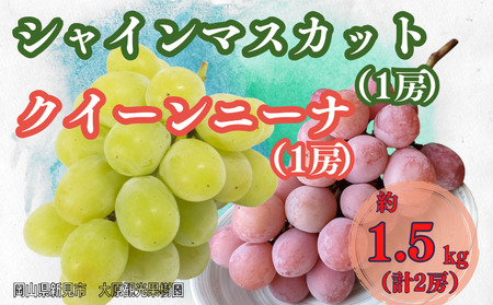 大原観光果樹園 シャインマスカット1房とクイーンニーナ1房（計2房） 約1.5kg 【先行予約 10月中旬から順次発送】