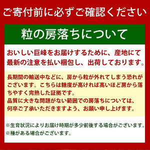 【8・9・12月 全3回】紀州産 巨峰とフルーツ定期便B（巨峰・梨・みかん） 【魚鶴商店】