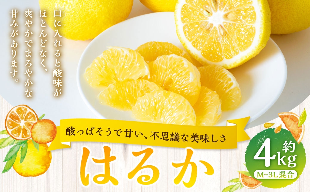 
                  【 酸っぱそうで甘い、不思議な美味しさ 】 はるか 約4kg みかん ミカン 柑橘 柑橘類 柑橘系 くだもの 果物 フルーツ 果実 果汁 果肉 国産 愛媛県産 【 2027年2月上旬～3月下旬発送予定 】 ( 1055 )
                
