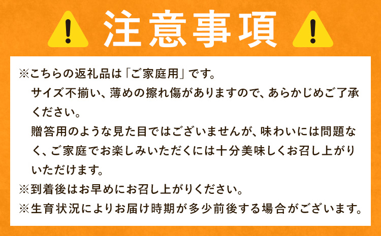 みかん ご家庭用 柑橘 極早生 極早生みかん 手選別 2S-2Lサイズ混合 8kg 森本農園《10月上旬-11月上旬頃出荷》和歌山県 日高町 柑橘類 フルーツ 家庭用 ミカン お取り寄せフルーツ【配送