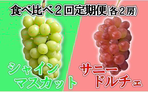 【数量限定】【2025年発送分 先行予約】【２回食べ比べ定期便・別送】シャインマスカット（２房）+サニードルチェ（２房）食べ比べ定期便（２回発送） ※本州限定　シャイン シャインマスカット フルーツ 果物 くだもの 山梨 やまなし サニードルチェ 食べ比べ 定期便