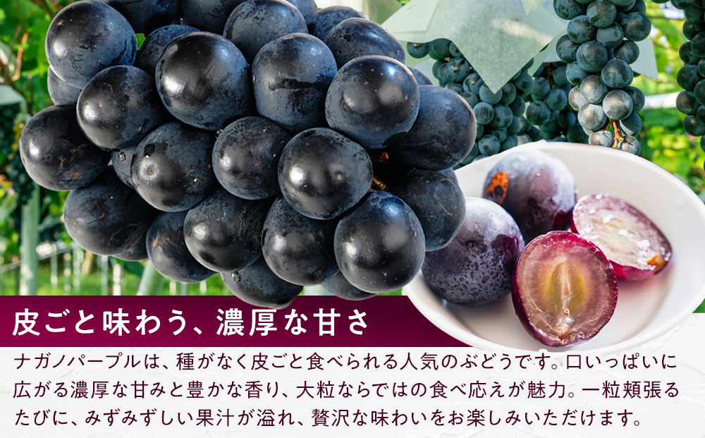 ナガノパープル約1kg 以上【2026年9月以降発送予定】(さらしな青果) |  ぶどう ナガノパープル  オリジナル 人気 おすすめ 葡萄 ブドウ フルーツ 果物 種なし 皮ごと 大粒 旬 ギフト 