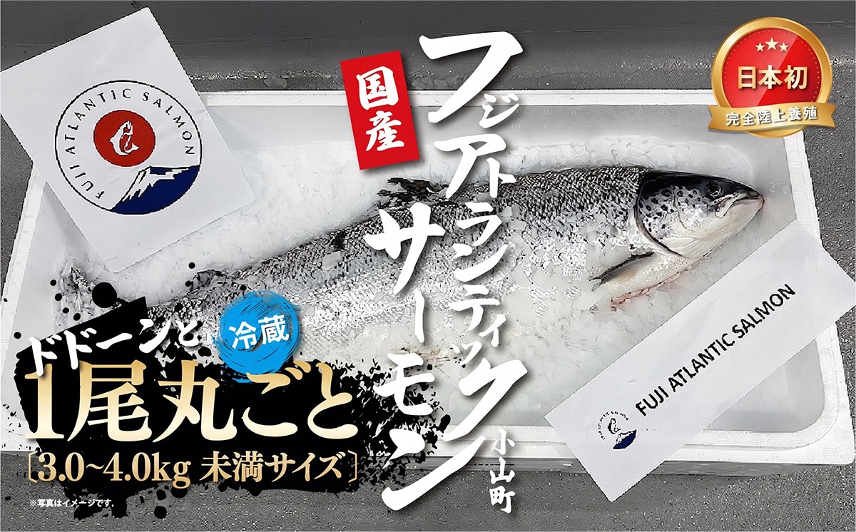 フジアトランティックサーモン（１尾3.0～4.0kg未満）セミドレス【その他】