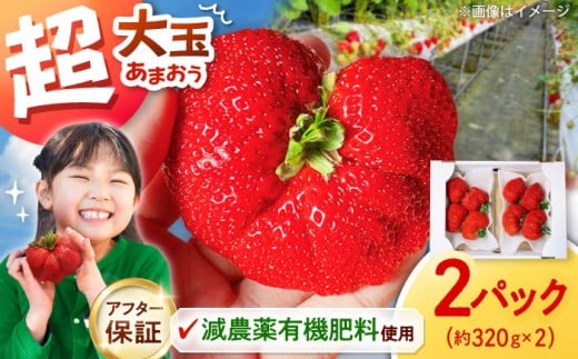 いちご 超大玉 あまおう  約320g×2パック【アフター保証】 ▼ 先行受付 希少 あまおう いちご 苺 イチゴ フルーツ 果物 くだもの 人気 旬 福岡県産 アフター補償 ギフト 贈答品 プレゼント 贈り物 数量限定 期間限定 産地直送 福岡県 桂川町/高嶋園芸[ADAT001]