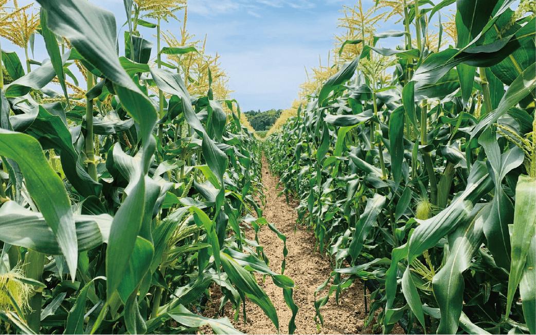 2026年5月中旬～発送【厳選とうもろこし】指宿産ホワイトコーン10本(わくわくファームたがわ/A-226) とうもろこし コーン トウモロコシ ホワイトコーン 国産 鹿児島 県産 旬 野菜 旬野菜 