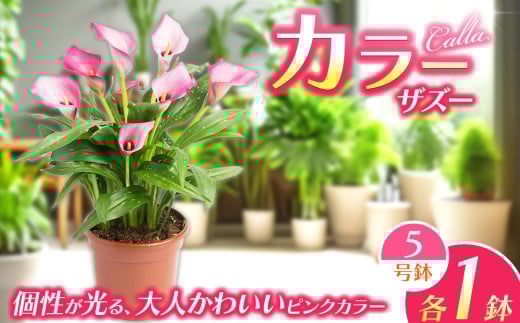 観賞用 花 カラー (5号) ザズー | 鉢植え レッドシンフォニー オレンジプライド ザズー サンクラブ ヴァージンアート 園芸 6号鉢 赤 オレンジ ピンク 黄色 白 贈り物 ギフト 室内インテリア 観葉植物 店舗装飾 送料無料 栃木県 下野市