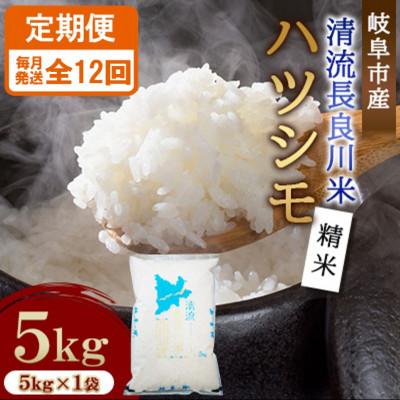 ふるさと納税 岐阜市 【毎月定期便】岐阜市産 ハツシモ 清流長良川米  精米 5kg 全12回