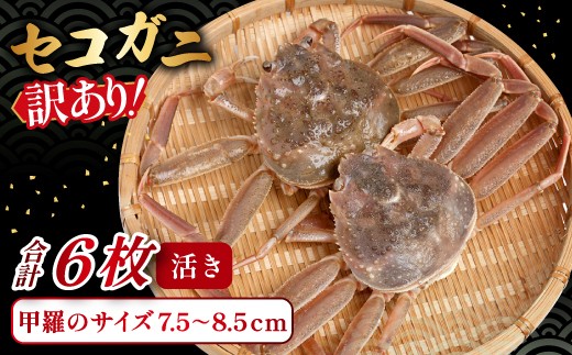 【活き】訳あり足折れご自宅用　日本海産親ガニ（セコガ二） 6枚