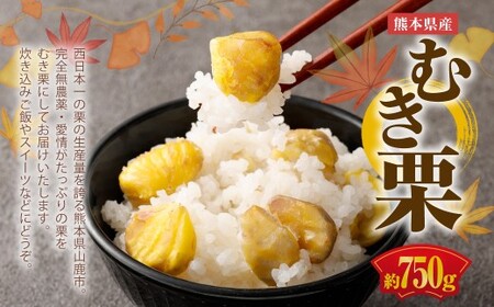 熊本県産 むき栗 約750g クリ くり 栗 フルーツ くだもの 果物 国産【2026年10月上旬発送開始】