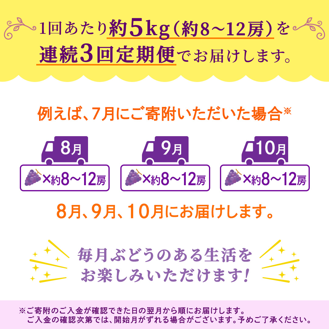 【定期便】3か月連続でお届け！ピオーネ 約5kg （約8～12房）【2026年8月より発送開始】（茨城県共通返礼品 [ぶどう]：結城市産） ぶどう ブドウ 葡萄 ピオーネ高級 国産 黒ぶどう 旬 お取