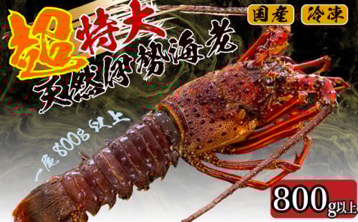 【2025年4月より順次配送】超特大 伊勢海老 800g以上 1尾 冷凍 ( 超特大サイズ 急速冷凍 えび エビ 高級 鮮魚 海鮮 魚介 刺身 焼き物 汁物 ギフト 贈答 贈り物 祝い 歳暮 中元 ) IKY043-all