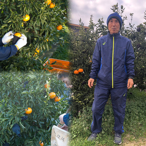 【2026年1月下旬から発送】 家庭用 甘平 5kg | かんぺい カンペイ 愛媛 みかん 先行予約 蜜柑 柑橘 果物 くだもの フルーツ お取り寄せ グルメ 期間限定 数量限定 人気 おすすめ 愛媛