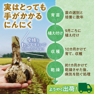 【北海道産】十勝育ちのにんにく Lサイズ(玉) 1kg _S021-0021
