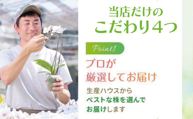 【森水木のラン屋さん】斑入り モンステラ タイ コンステレーション 2.5号ポット 栽培苗 植え替えセット付き ベージュ系素焼き鉢 熊本県 宇城市産 モンステラ 希少品種 観葉植物 インテリア グリー