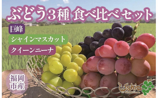 【2026年8月以降順次発送】福岡市産ぶどう3色セット1300g（計3房）【北海道・沖縄・離島発送不可】