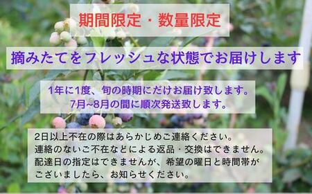 K6　しそう の ブルーベリー 1kg （500ｇ×2）【 フレッシュ 生 採れたて 摘みたて ブルーベリー 産地直送 国産 期間限定 大容量 無農薬 】