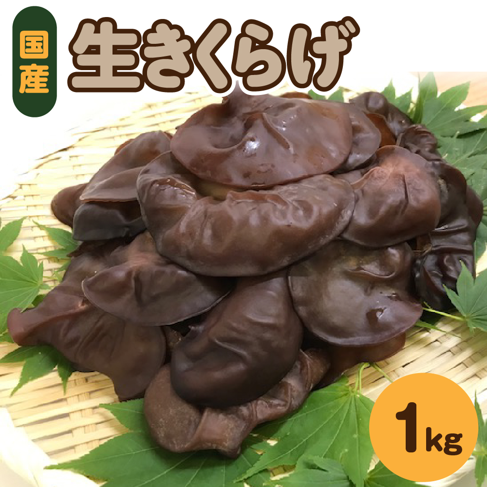 きくらげ 生 1kg ( 500g ×2袋)  国産 【 キクラゲ 生きくらげ 木耳 生キクラゲ 日本産 きのこ キノコ 青森 五所川原 】