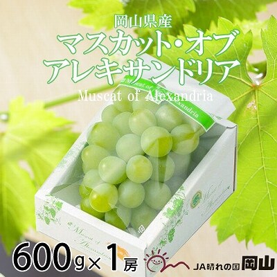 【2026年6月下旬より順次発送】岡山県産 マスカット・オブ・アレキサンドリア 600g×1房【配送不可地域：離島・北海道・沖縄】【1365407】